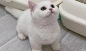 纯白的猫是什么品种