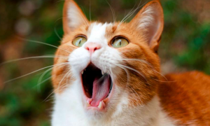 猫咪闻了味道会张嘴是为什么