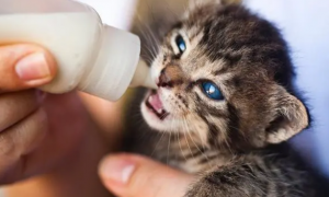 为什么猫咪喝奶粉老是吐