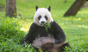 为什么不救熊猫美香