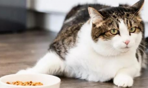 猫咪为什么不吃土豆片的原因