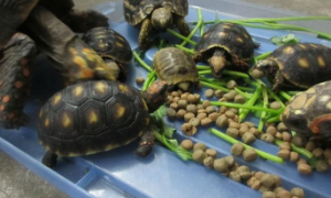 乌龟一般吃多少粒龟粮