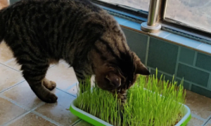 怎样水培猫草
