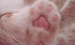 猫咪为什么爪子出汗呢