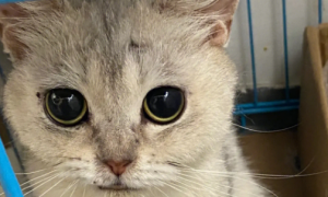 猫猫的瞳孔为什么会变大变小
