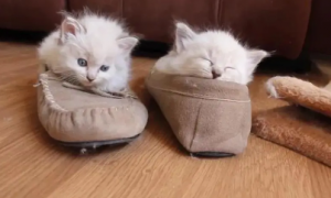 猫咪为什么喜欢踩鞋子睡觉的原因