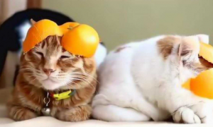 猫咪舔橘子皮为什么呢