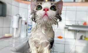 为啥猫咪洗澡很难