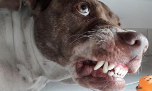 狗狗的嘴巴为什么会变形的原因