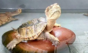 草龟一次喂多少龟粮