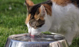 骗猫咪喝水的原因