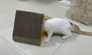 猫为什么要用猫抓板