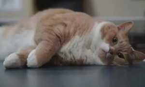 猫咪那么胖为什么还会贫血的原因