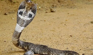 中国第一最毒的蛇