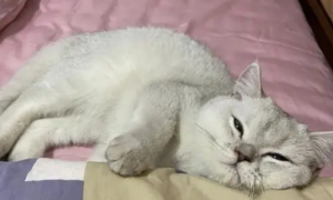 猫咪为什么那么喜欢睡枕头呢