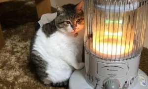猫咪冷会自己找暖和的地方吗