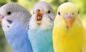 饲养鸟用英语怎么说呢