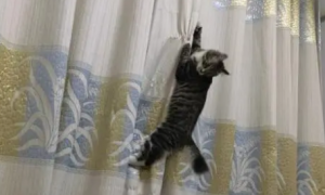 猫咪为什么喜欢抓床帘呢