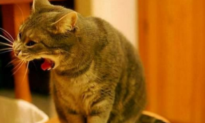 猫咪为什么会呕吐蹿稀