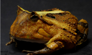 角蛙多久不吃会饿死