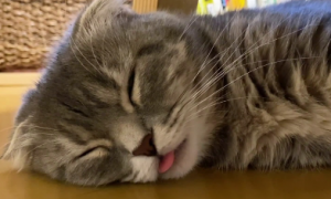 猫咪睡觉咬自己舌头是什么意思