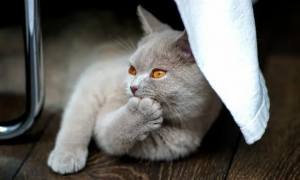 猫咪影响睡眠不想养了