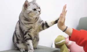 为什么不能跟猫咪握手