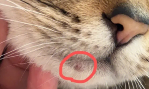猫咪下巴有硬块是怎么回事