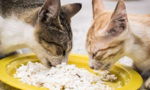 为什么猫咪会吃大米呢