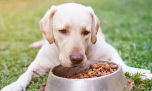为什么狗狗不吃盆里面的饭