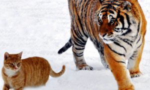 老虎为什么可以画成猫咪呢