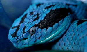 蓝色宠物蛇有哪些
