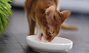宠物猫可以吃乳鼠吗