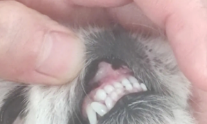 怎么看狗牙齿判断年龄