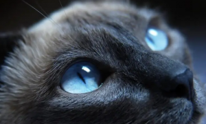 为什么猫咪瞳孔巨大了
