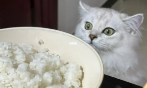 猫吃了糯米饭会怎么样