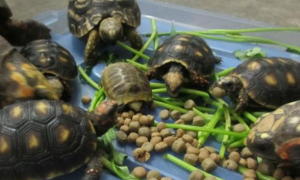 小乌龟一天吃多少龟粮