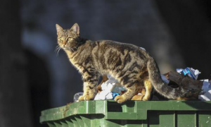 流浪猫咪扎堆天坛，居民十分担忧松鼠