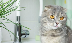 猫咪为什么要用药洗脸呢
