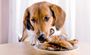 狗狗可以吃大肉菜吗为什么呢