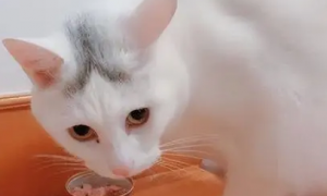 为什么有的猫咪吃罐头不胖呢