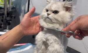 猫咪为什么要剪毛呢视频讲解