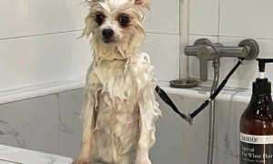 给小狗洗澡多少钱一次