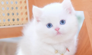 蓝眼睛纯白猫是什么品种