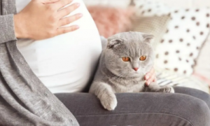 为什么建议孕妇不养猫咪的原因