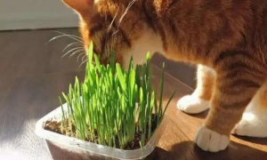 养猫能养的植物大全