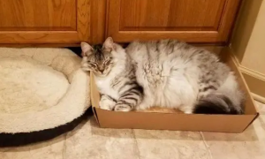 猫咪为什么要塞纸箱里睡觉