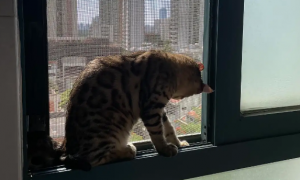 猫老是跳窗户跑到外面怎么办