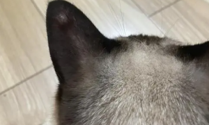 猫咪耳朵外面长了个凸起红包