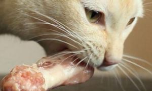 为什么小猫咪爱吃骨头的东西